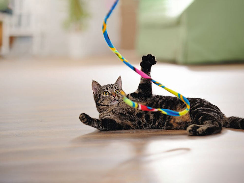 Alles für deine Katze