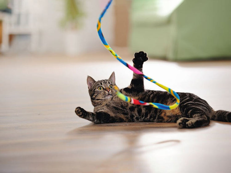 Alles für deine Katze